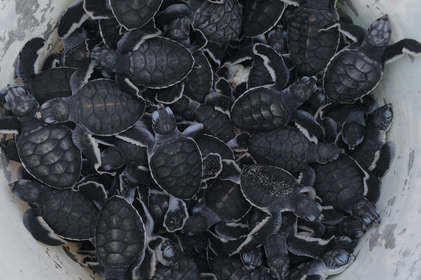 Dozens of newborn green turtles in their individual hatchery nests.