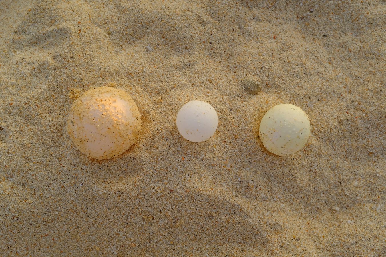 Three green turtle eggs, only the one on the left is normal in size, shape and color.