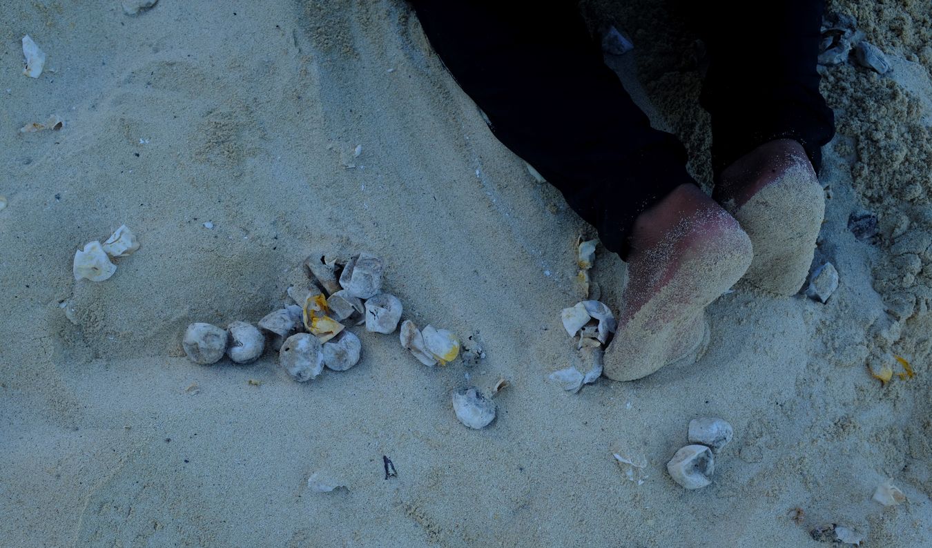 Green turtle egg shells already hatched.