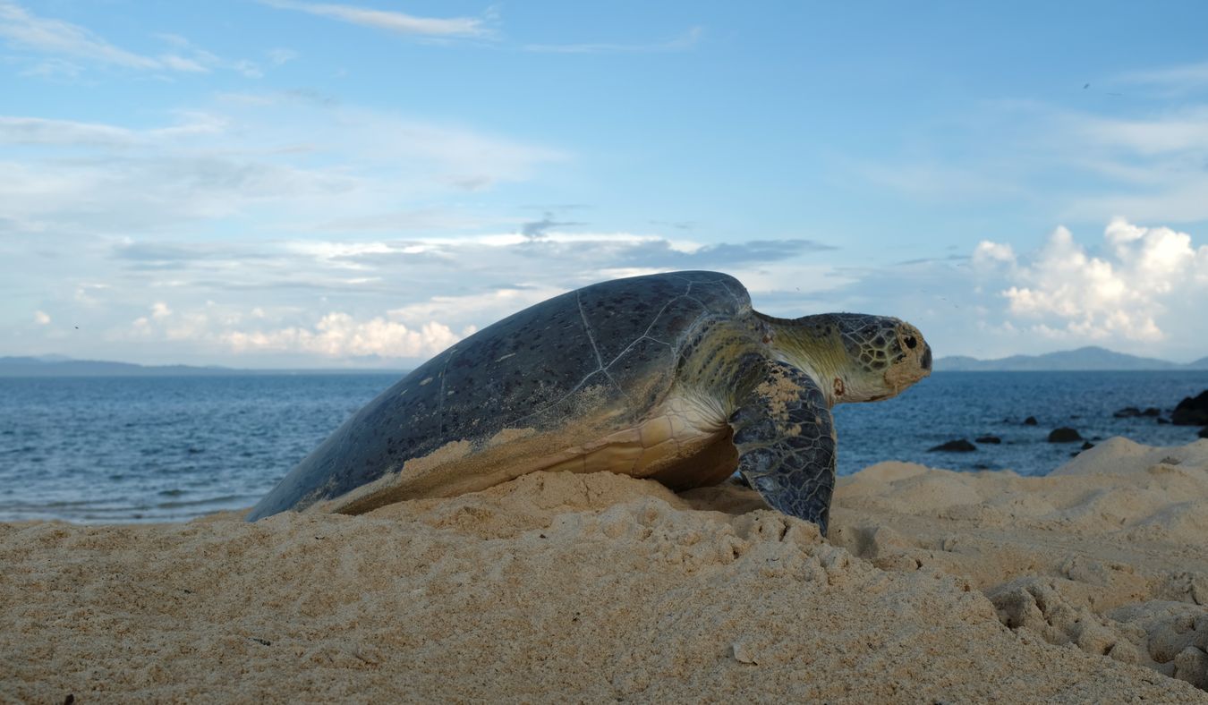 Green turtle coming out of the hole where it hatched at dawn.