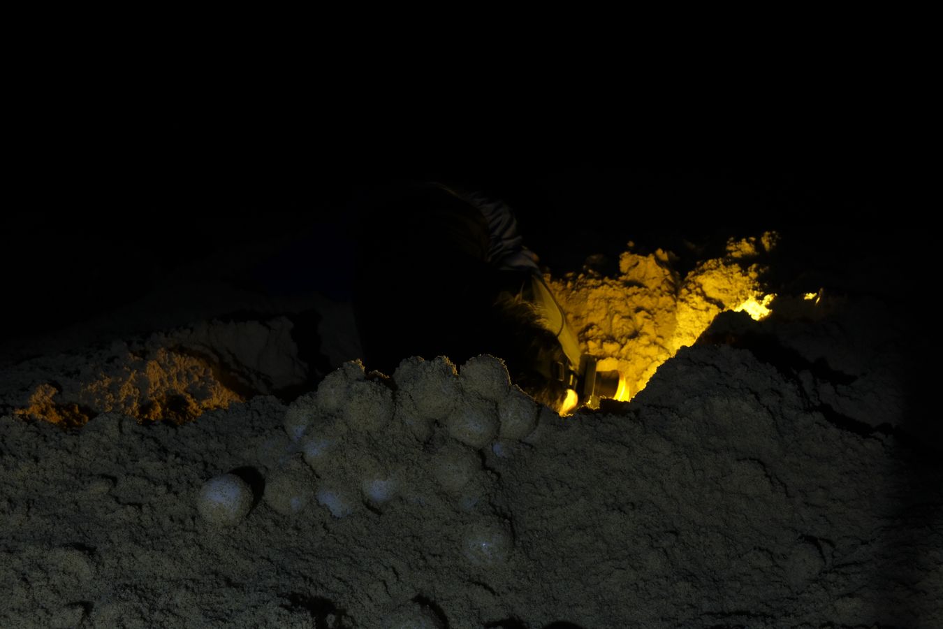 Late at night, ranger removes green turtle eggs from nest to transfer to their new nest at the hatchery.