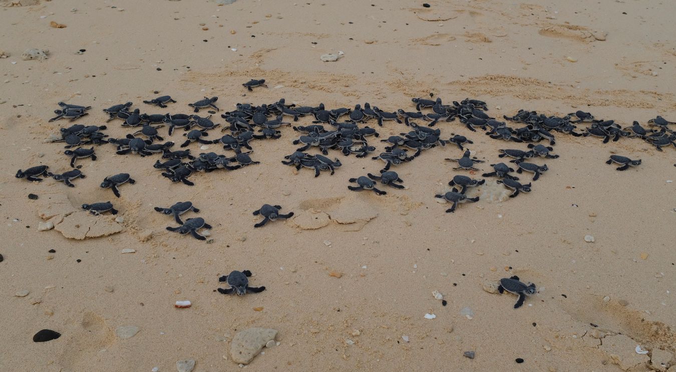 Dozens of newborn green turtles race into the ocean.