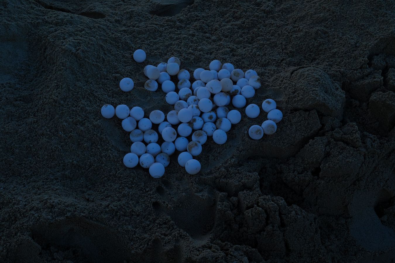 Green turtle eggs collected from the nest that will shortly be transferred to the hatchery.