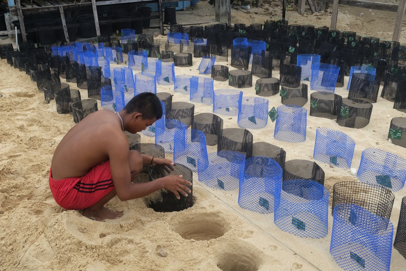 Assistant ranger boy places the nets in the individual nests at the sea turtle hatchery.