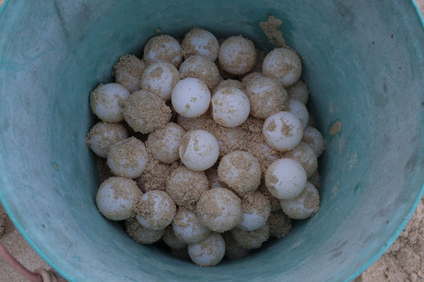 Bucket with green turtle eggs recently removed from their nest.