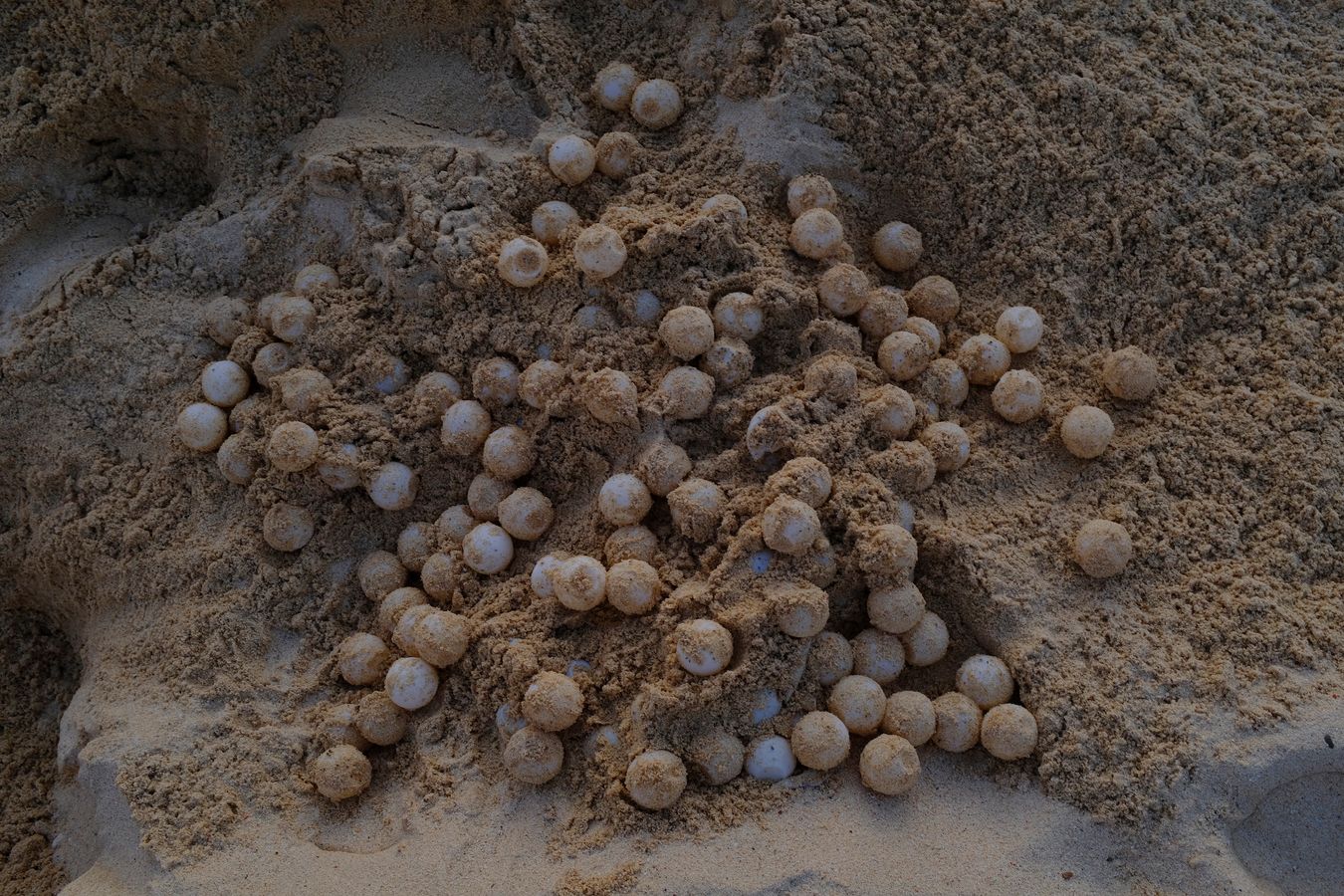 Sea turtle eggs freshly laid and freshly removed from their nest.