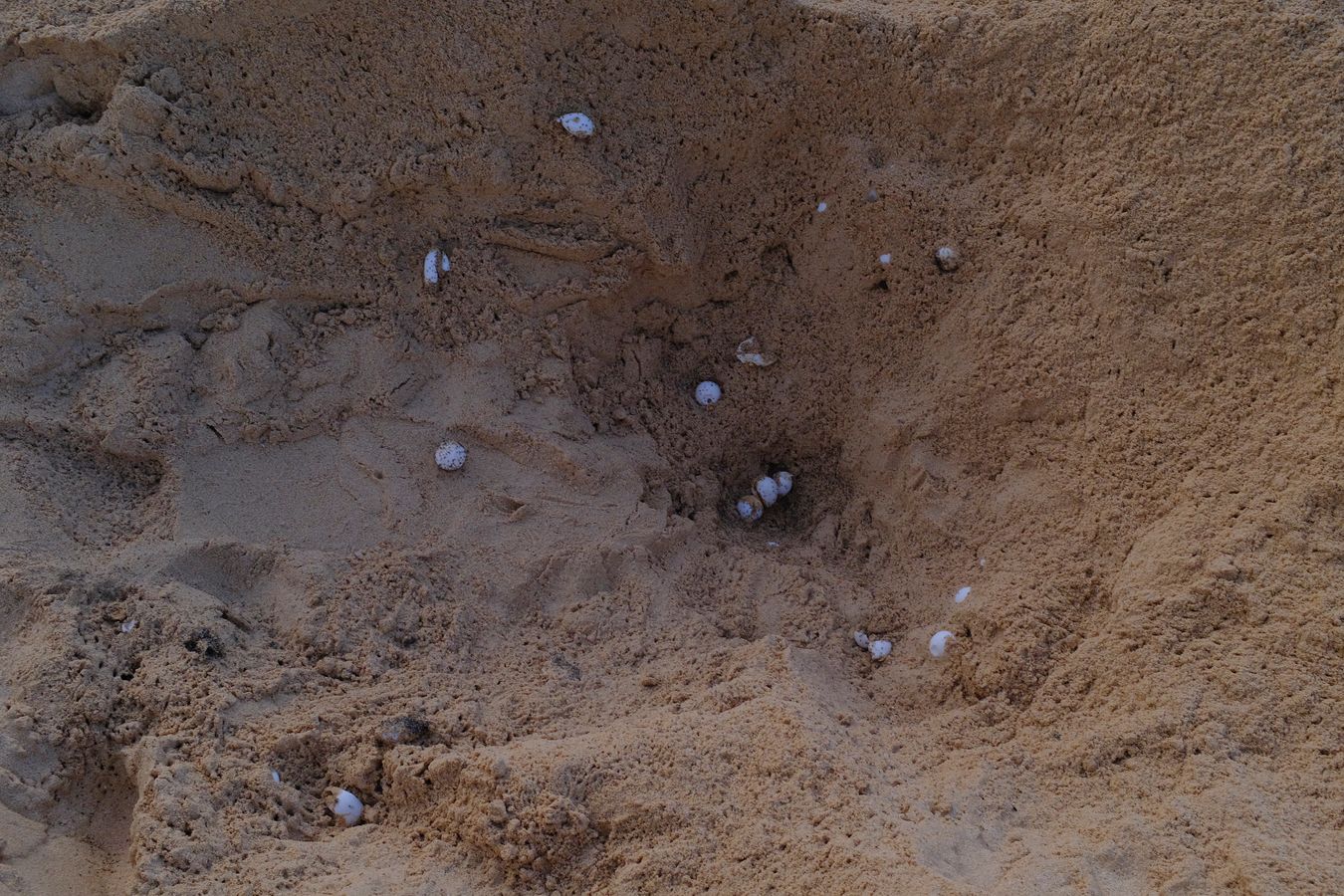 Sea turtle eggs with a certain incubation time that have been accidentally removed from their nest by a turtle when digging to spawn.