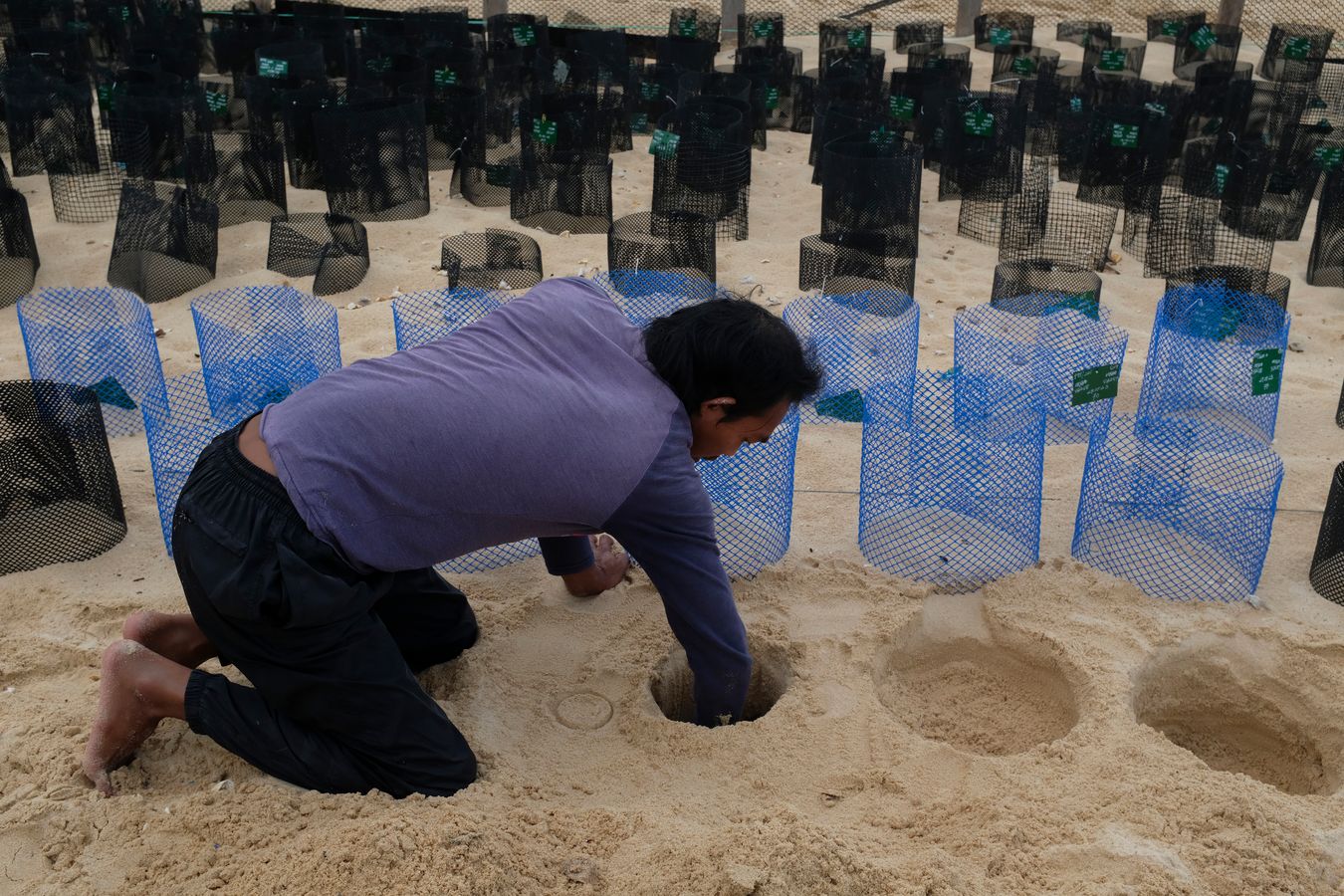Ranger places the last of the sea turtle eggs in their new nest at the hatchery.