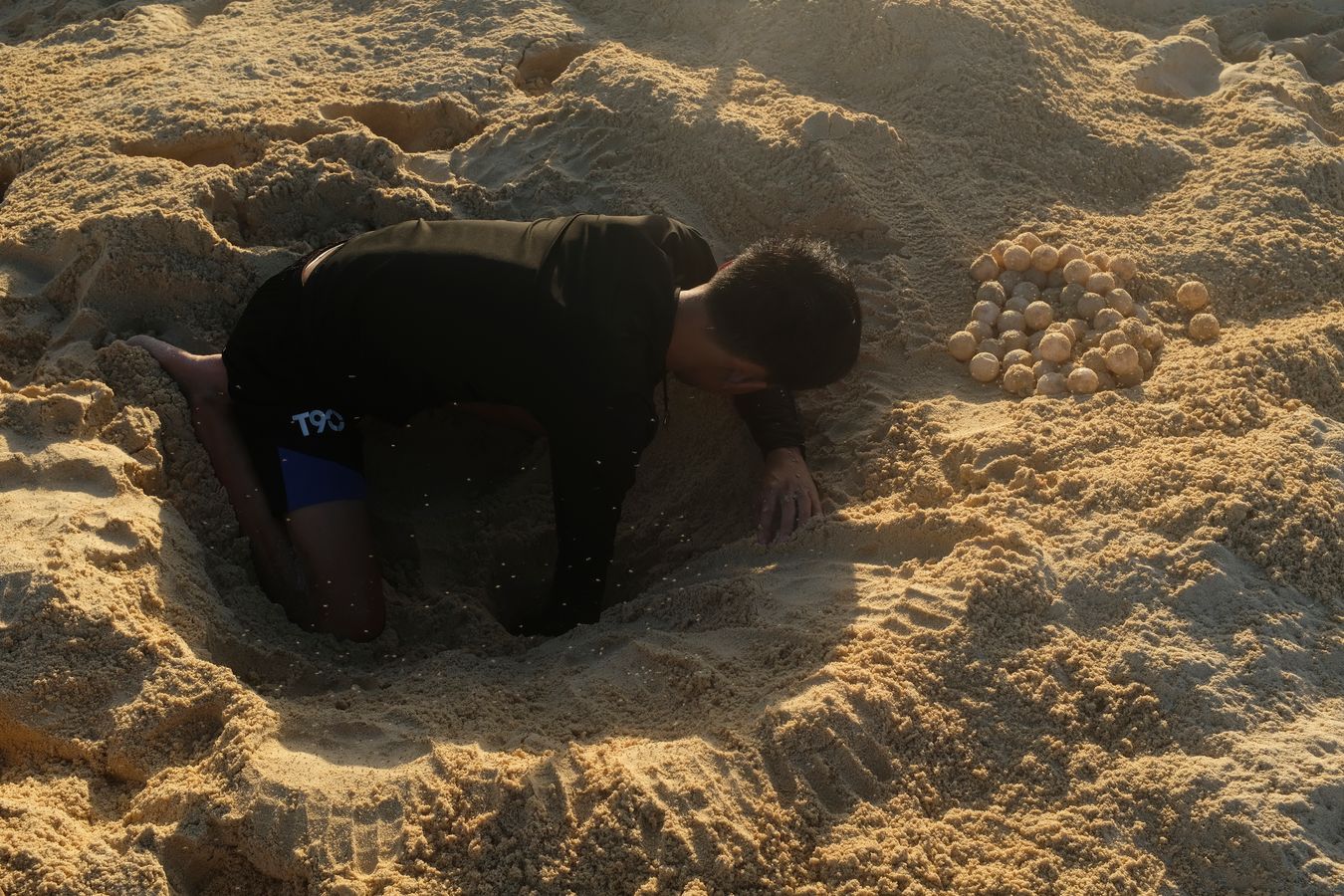 Ranger Aldrin removes sea turtle eggs from its nest bothered by numerous flies.