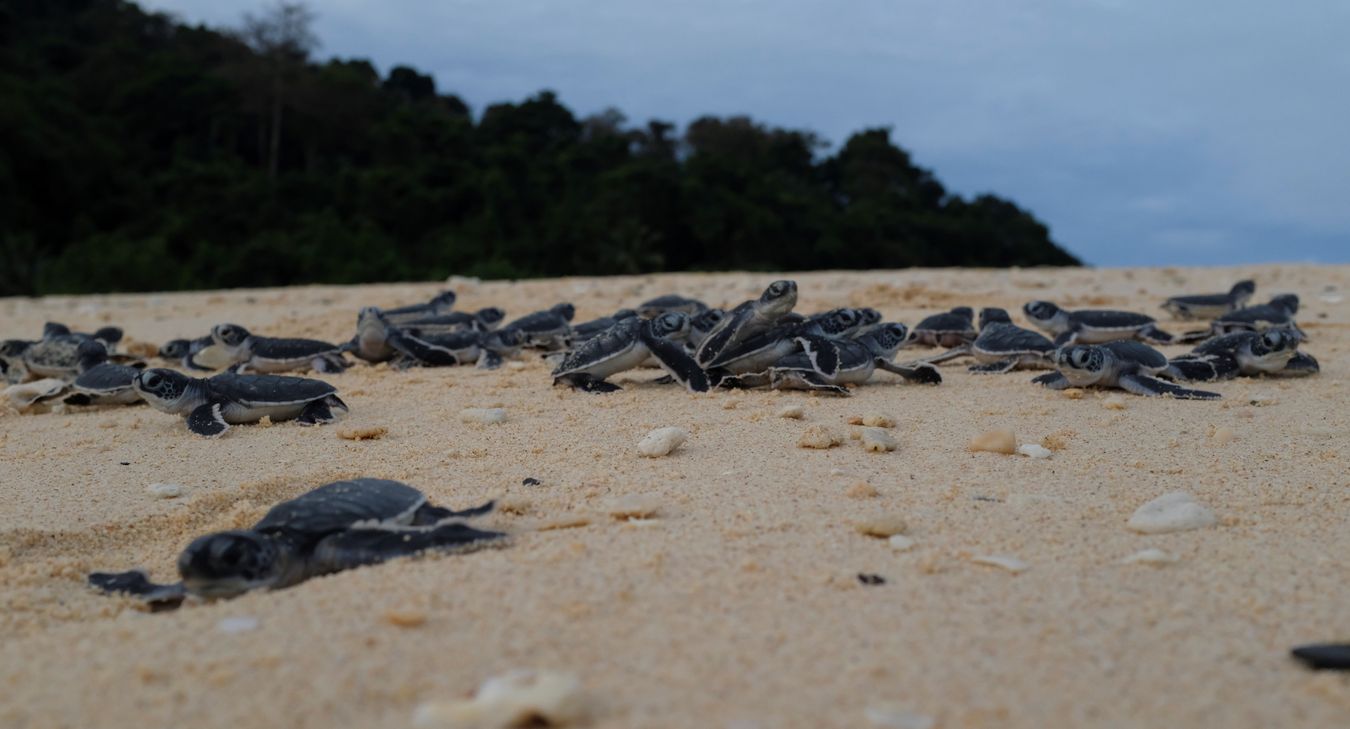 Slightly disoriented newborn green turtles run over each other on their way to the ocean. 