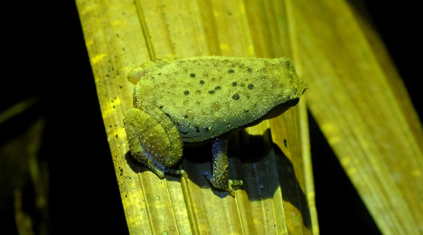 Bornean Sticky Frog { Kalophrymus Meizon }