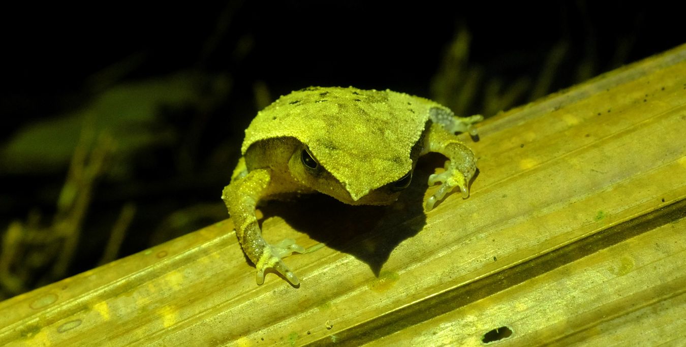 Bornean Sticky Frog { Kalophrymus Meizon }