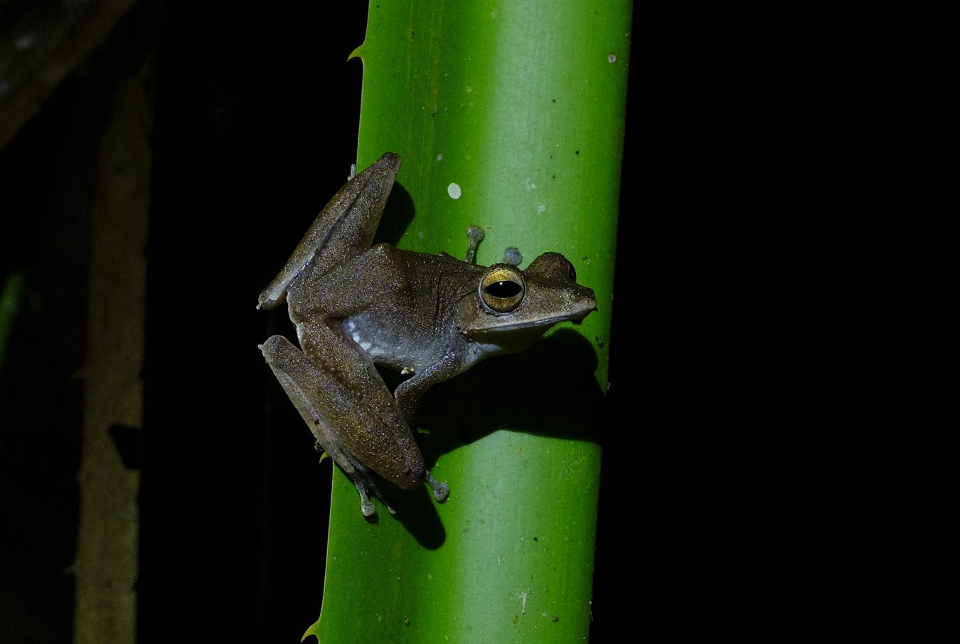 Dark-eared Tree Frog { Polypedates Macrotis }