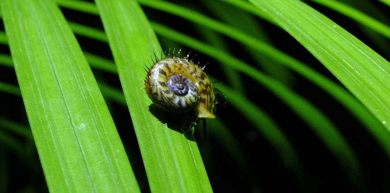 Hairy Land Snail { Cyclotus Biciliatus }