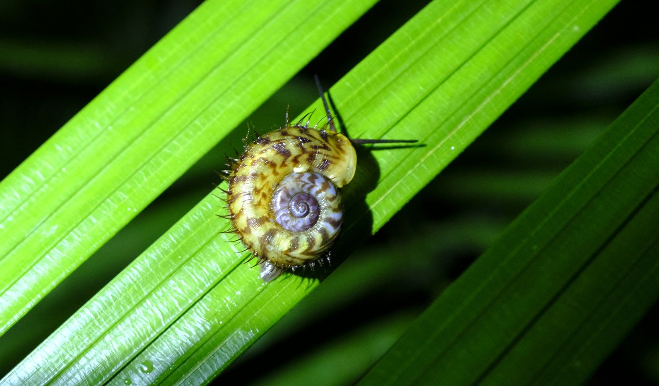 Hairy Land Snail { Cyclotus Biciliatus }