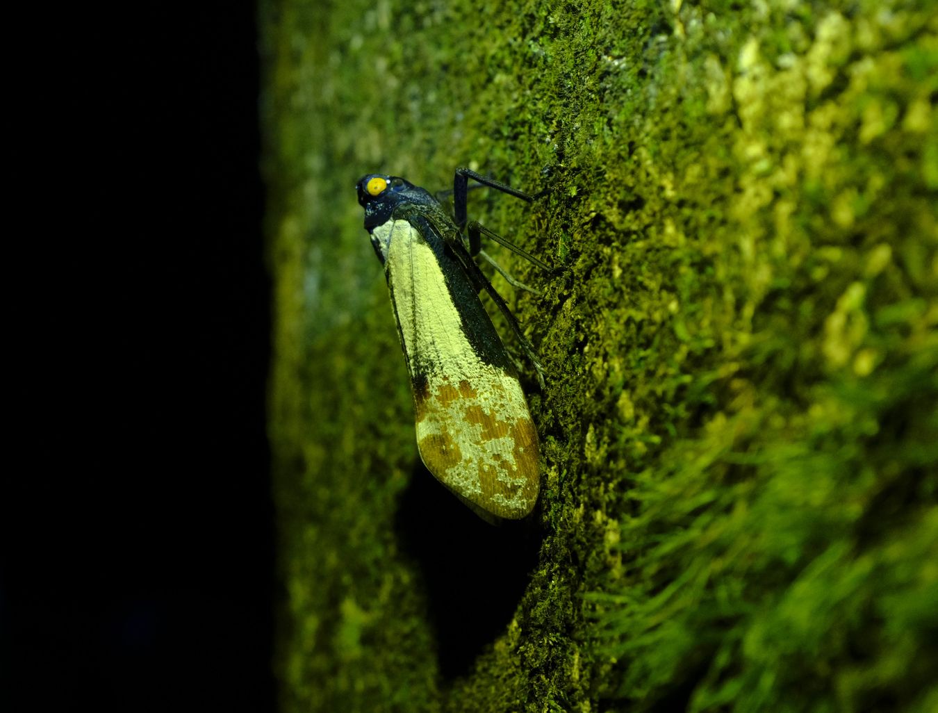 Planthopper Penthicodes Farinosus { Hemiptera-Fulgoridae }