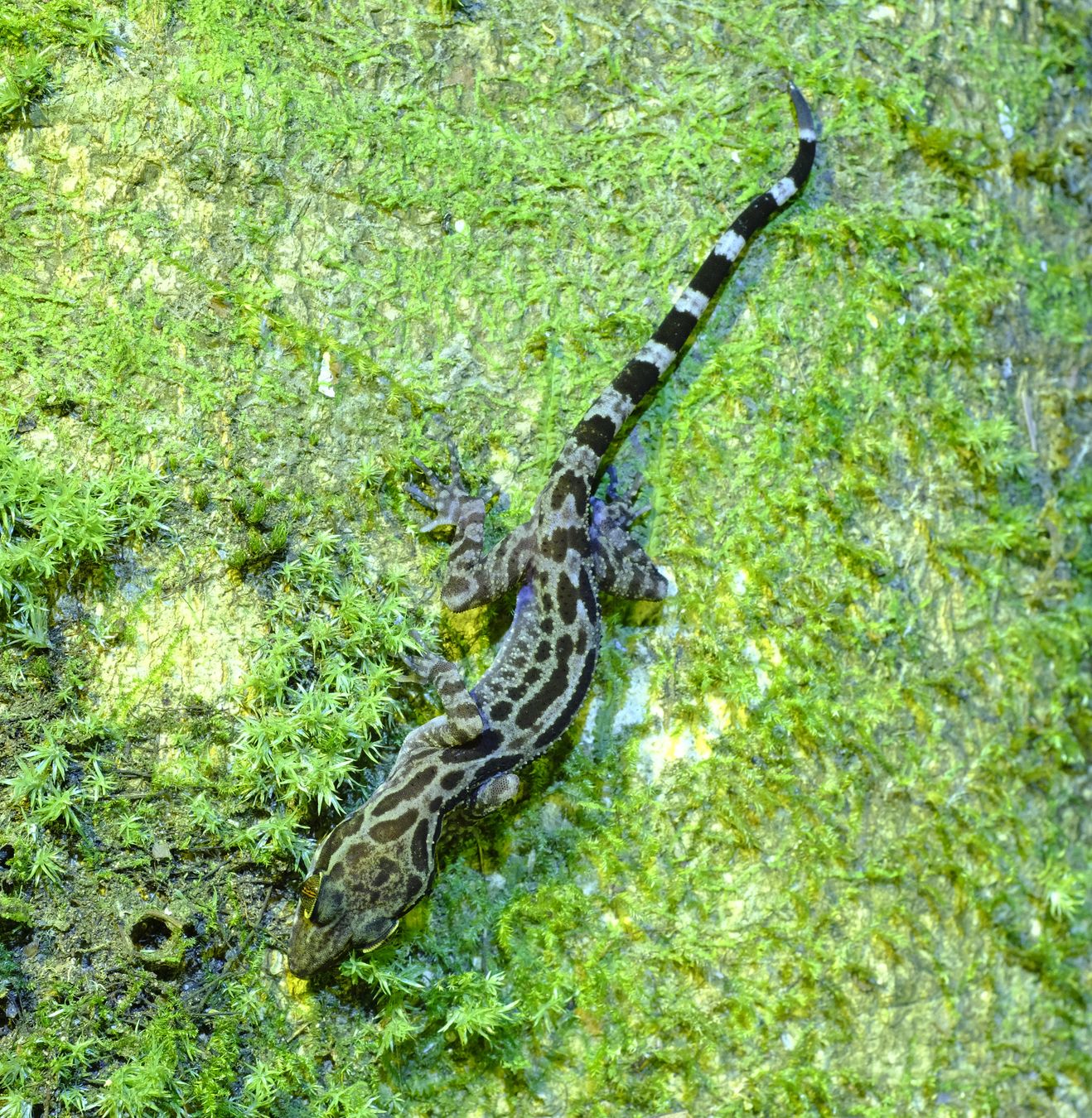 Grooved Bend-Toed Gecko { Cyrtodactylus Pubisulcus }