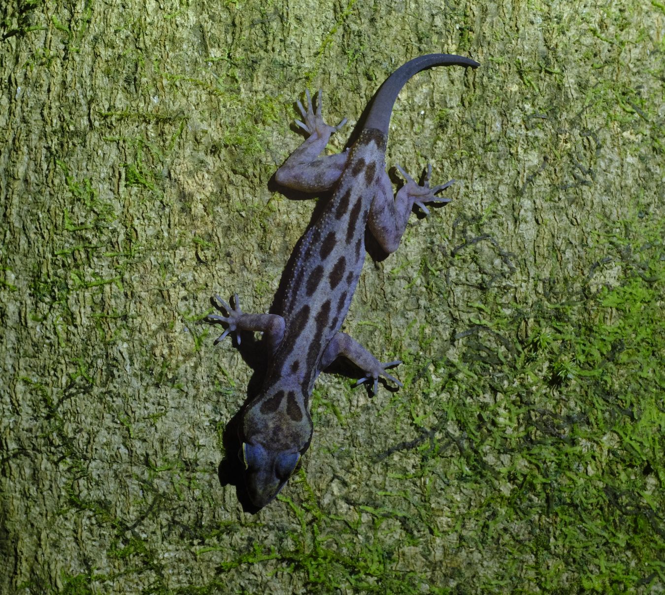 Grooved Bent-Toed Gecko Develop a New Tail { Cyrtodactylus Pubisulcus }