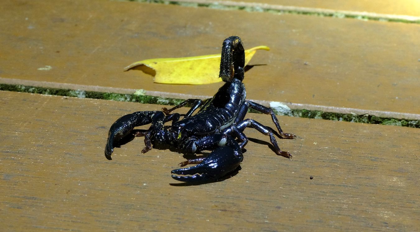 Asian Forest Scorpion { Heterometrus Spinfer }