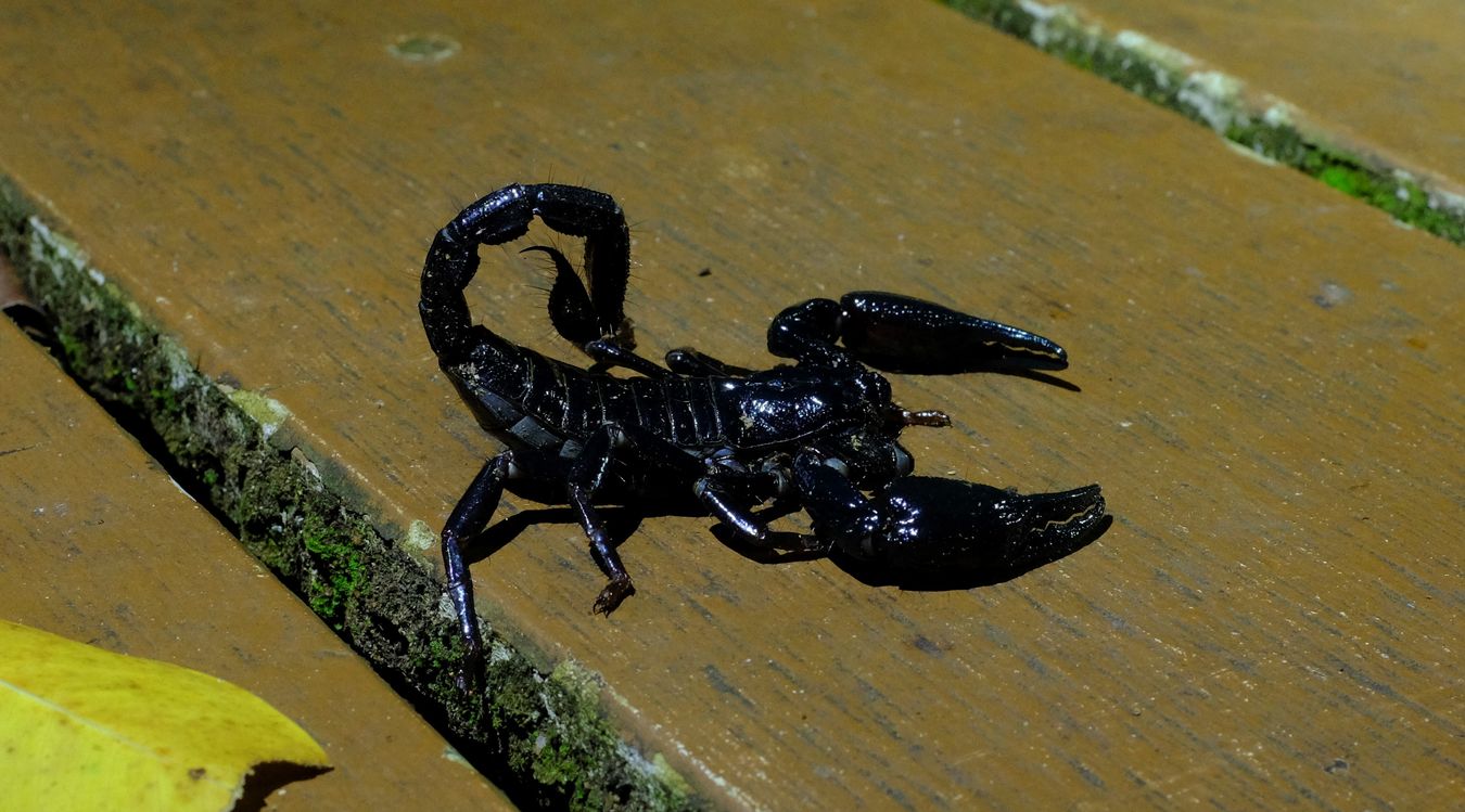 Asian Forest Scorpion { Heterometrus Spinfer }