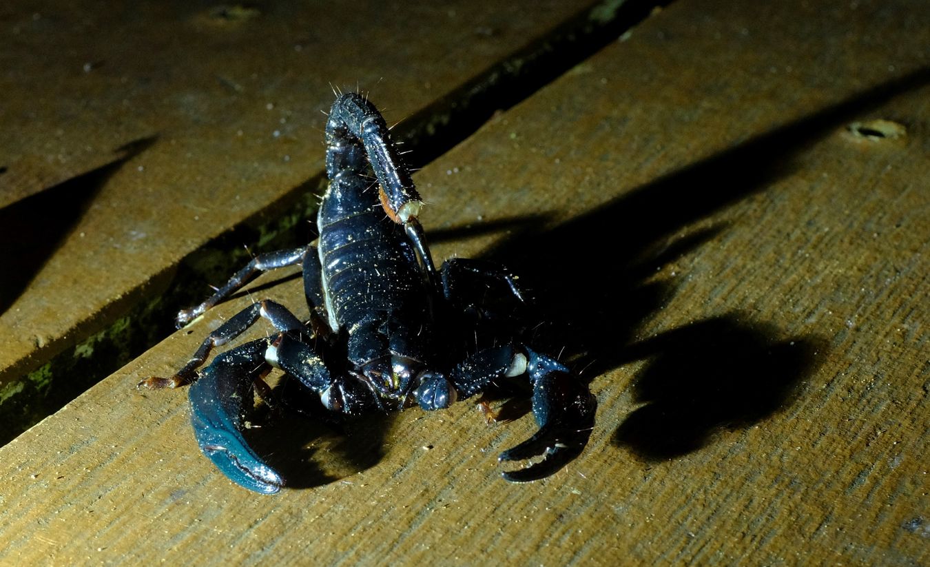 Asian Forest Scorpion { Heterometrus Spinfer }