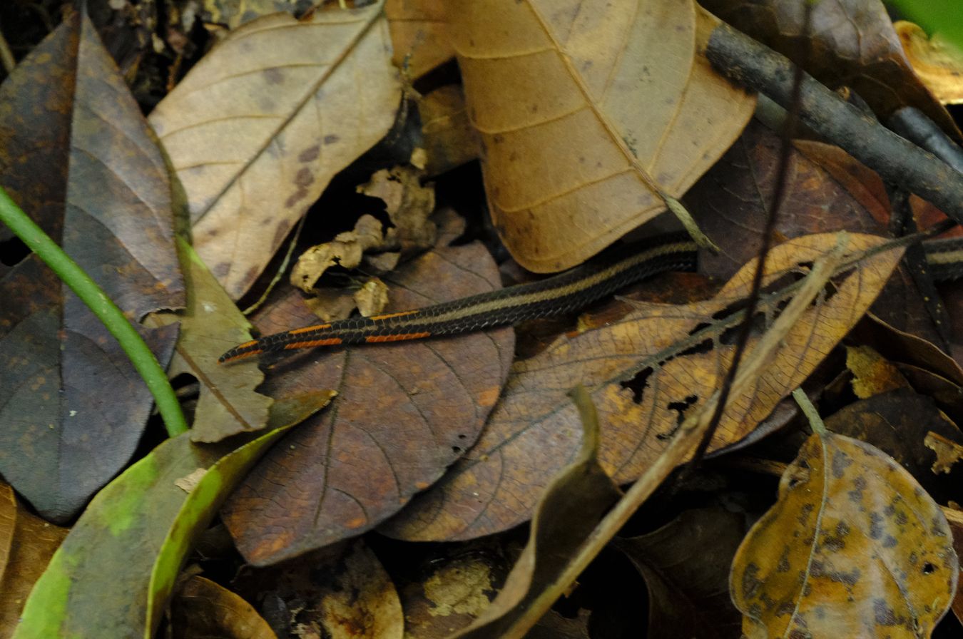 Banded Malayan Coral Snake { Calliophis Intestinalis }