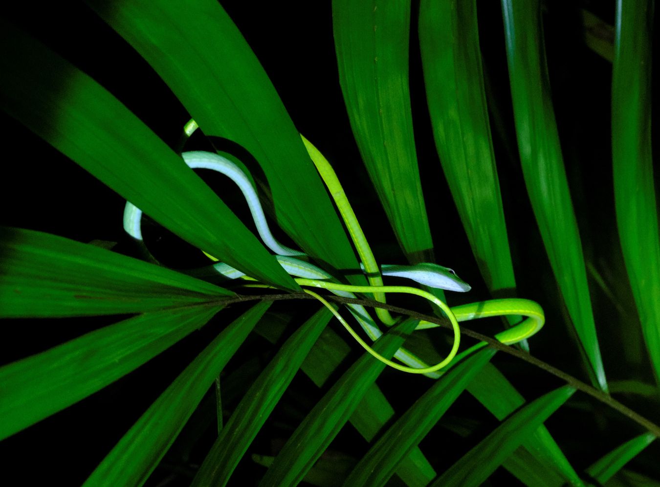 Oriental Whip Snake { Ahaetulla Prasina }