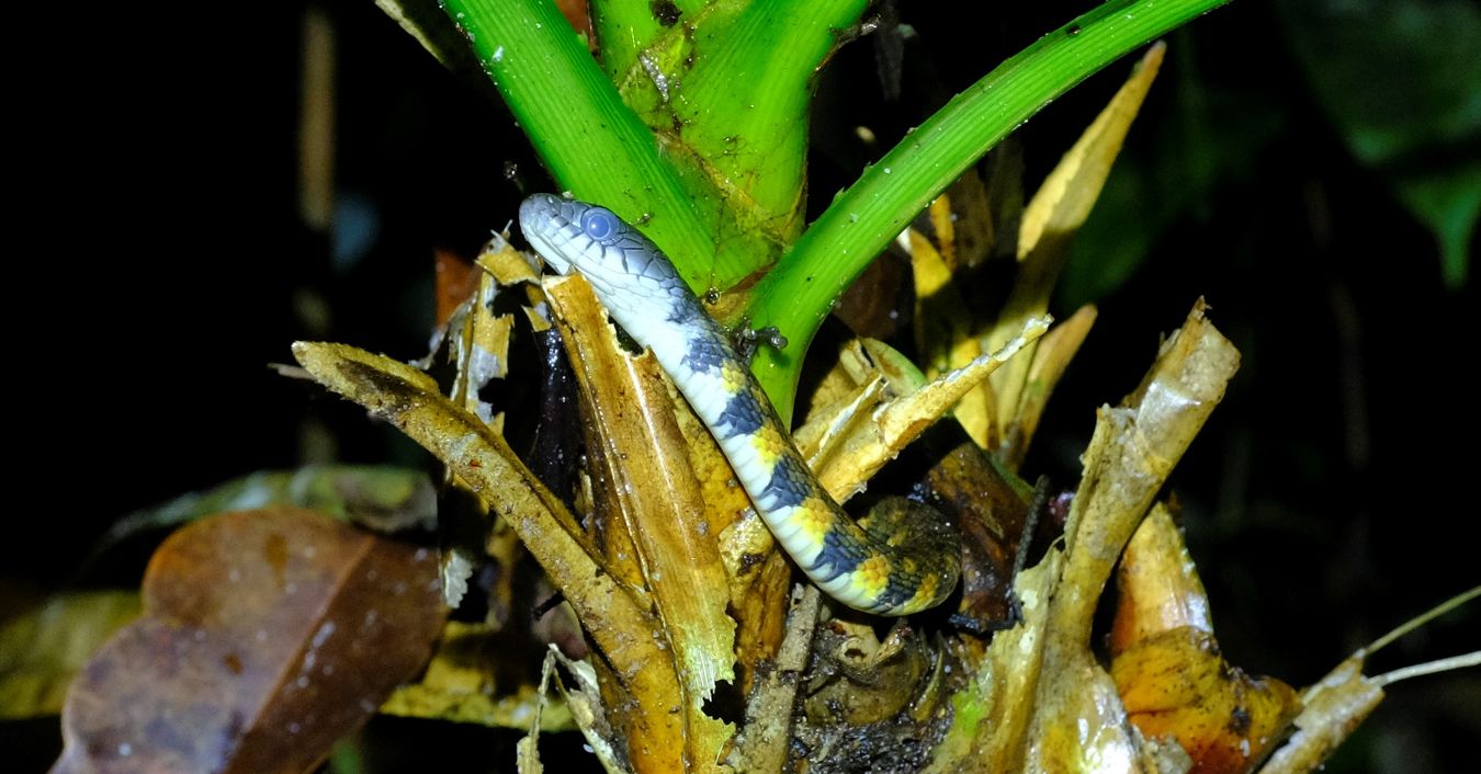 Triangle Keelback { Xenochrophis Trianguligerus }