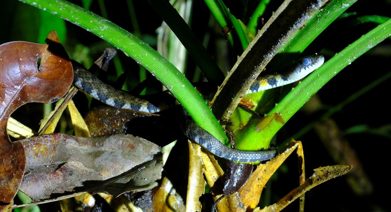 Triangle Keelback { Xenochrophis Trianguligerus }