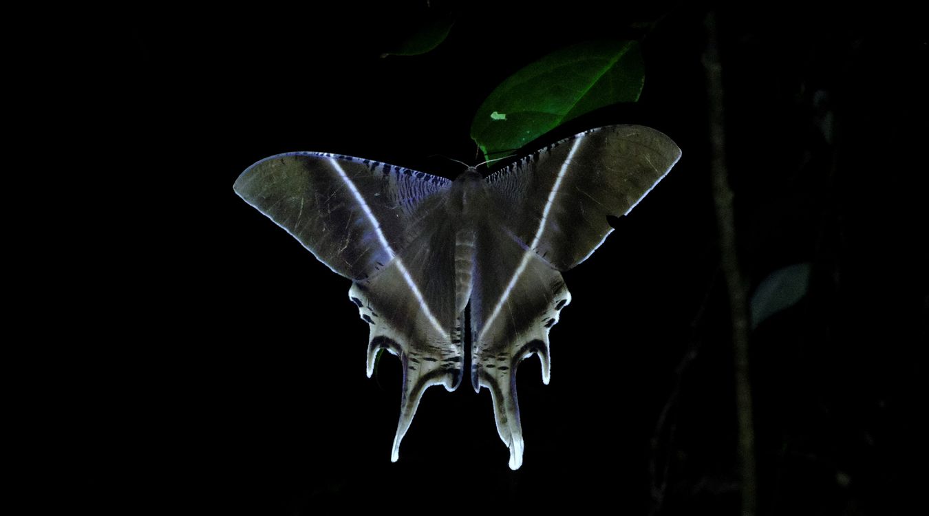 Tropical Swallowtail Moth { Lyssa Zampa }