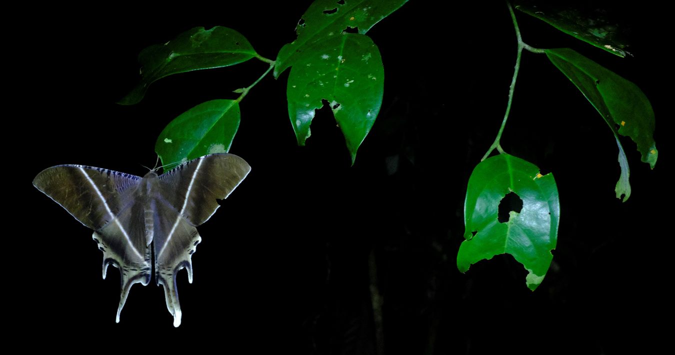 Tropical Swallowtail Moth { Lyssa Zampa }