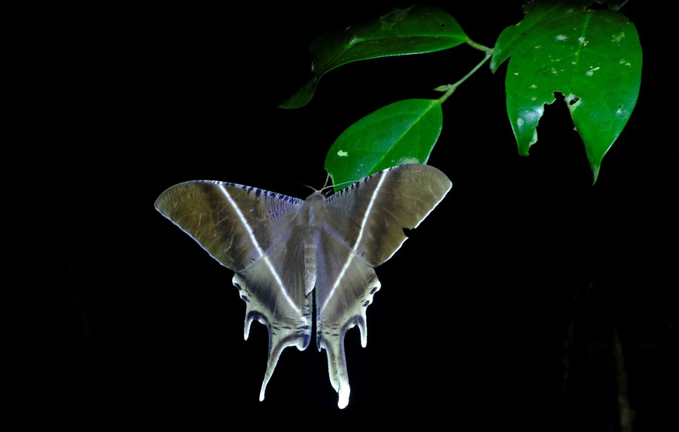 Tropical Swallowtail Moth { Lyssa Zampa }