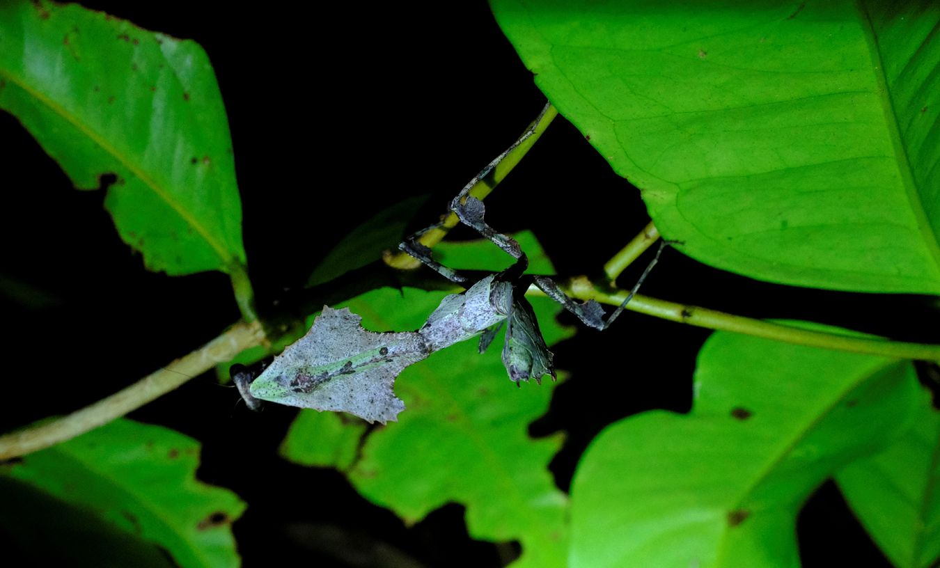 Female Dead Leaf Mantis { Deroplatys Lobata }