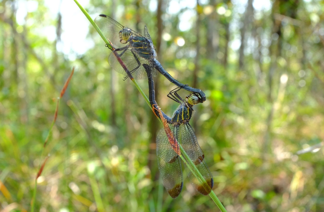 Line Forest-Skimmer Dragonflies Mating { Cratilla Lineata }, the male has something hanging from his abdomen, maybe part of the moult.