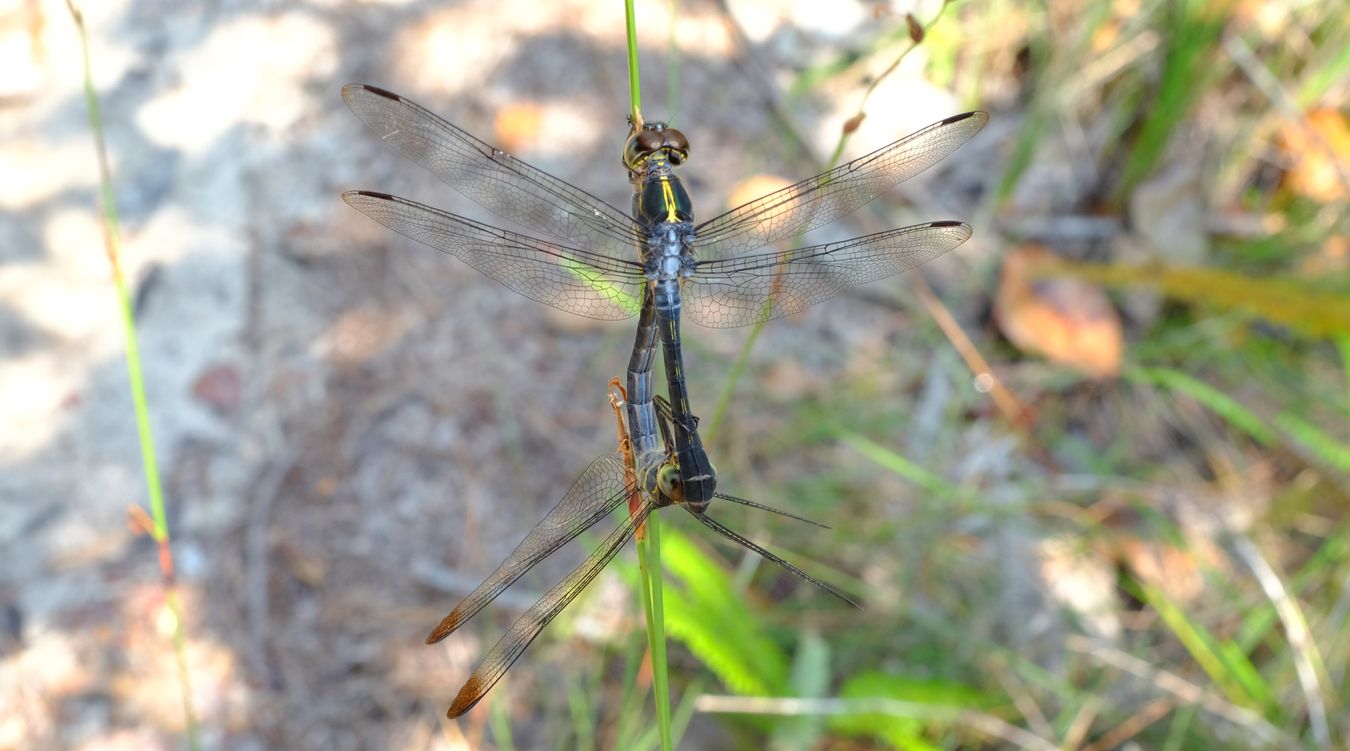 Line Forest-Skimmer Dragonflies Mating { Cratilla Lineata }, the male has something hanging from his abdomen, maybe part of the moult. { 