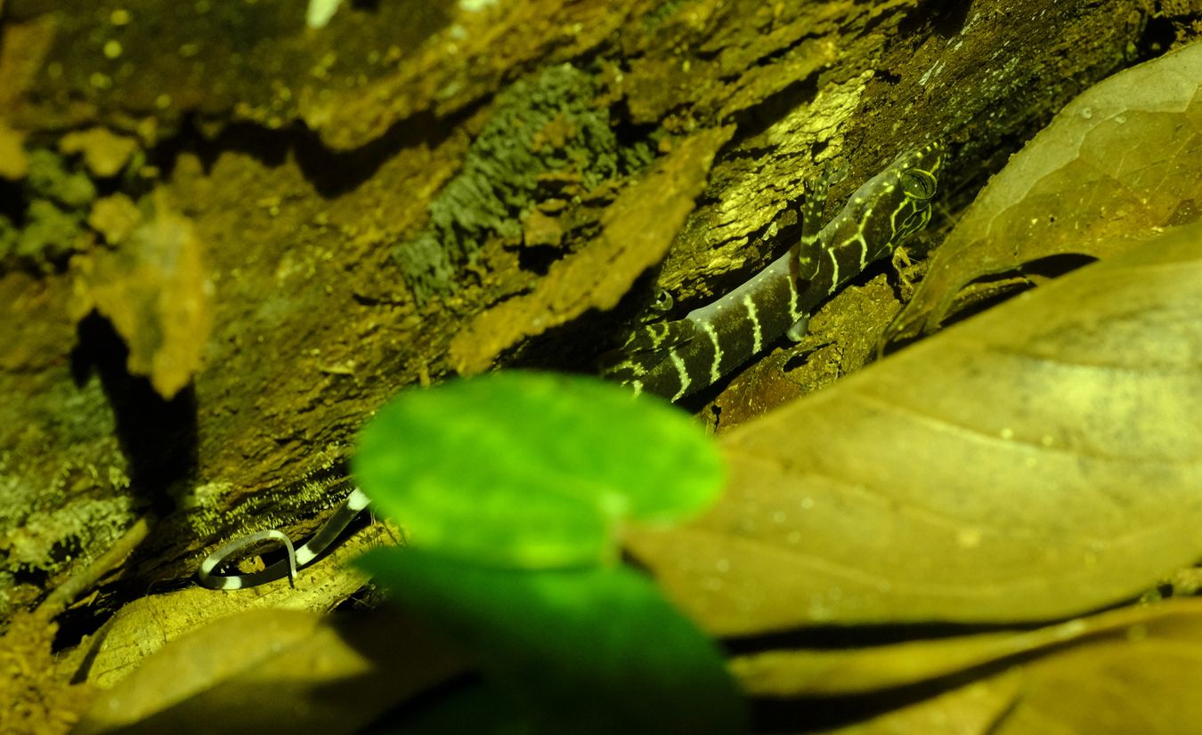 Banded Forest Gecko { Cyrtodactylus Consobrinus }