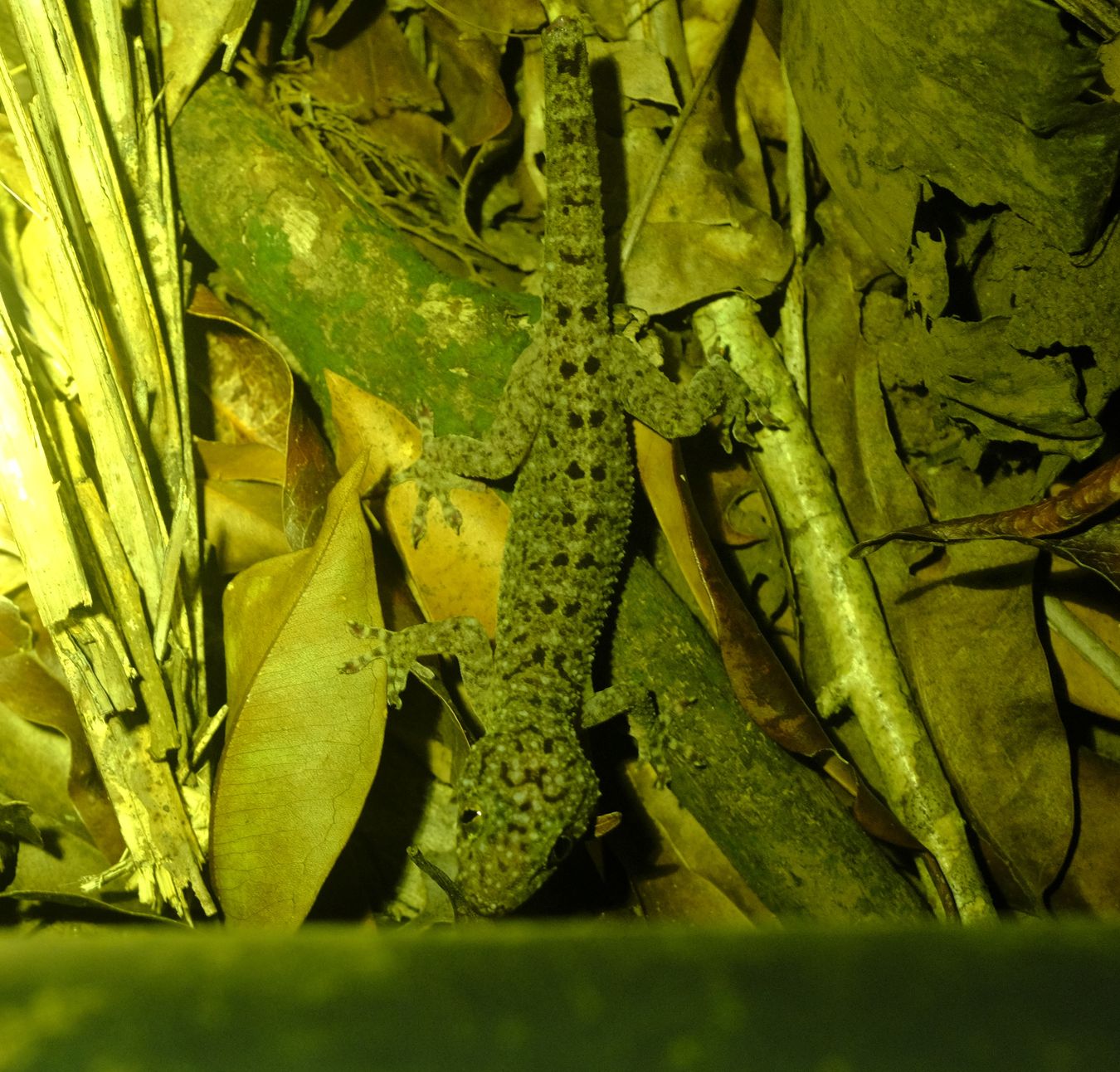 Double-Spotted Gecko { Gekko Monarchus }