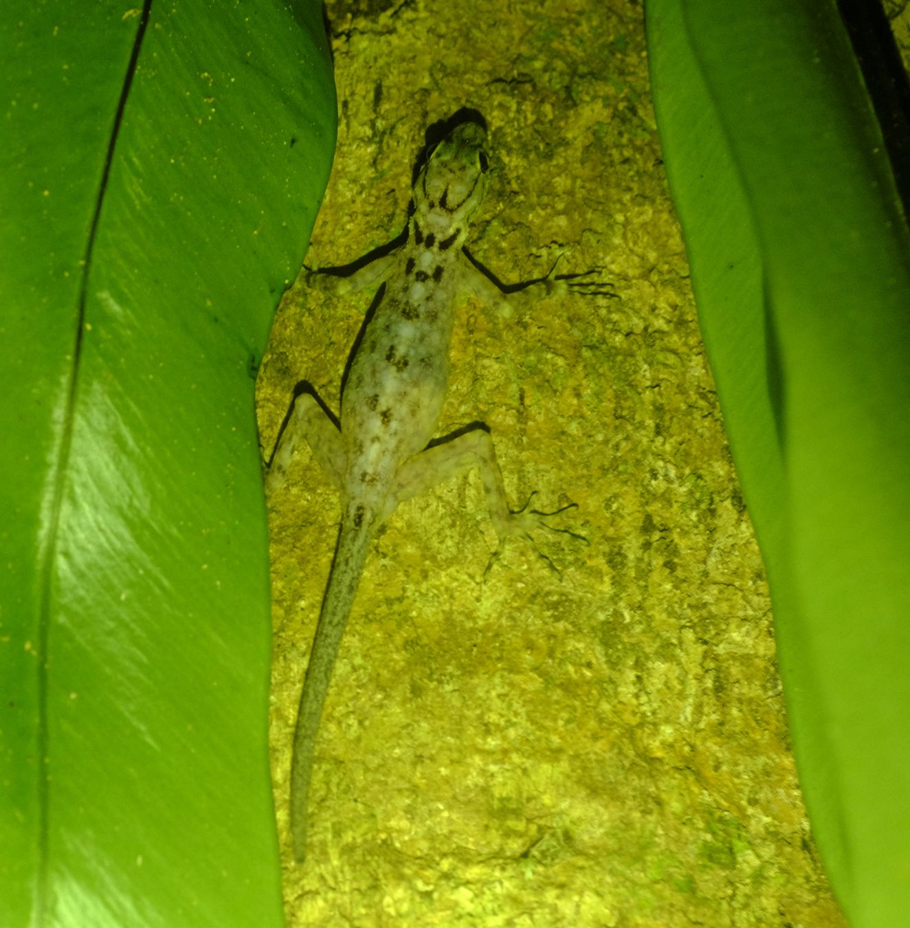 Common Four-Clawed Gecko { Gehyra Mutilata }
