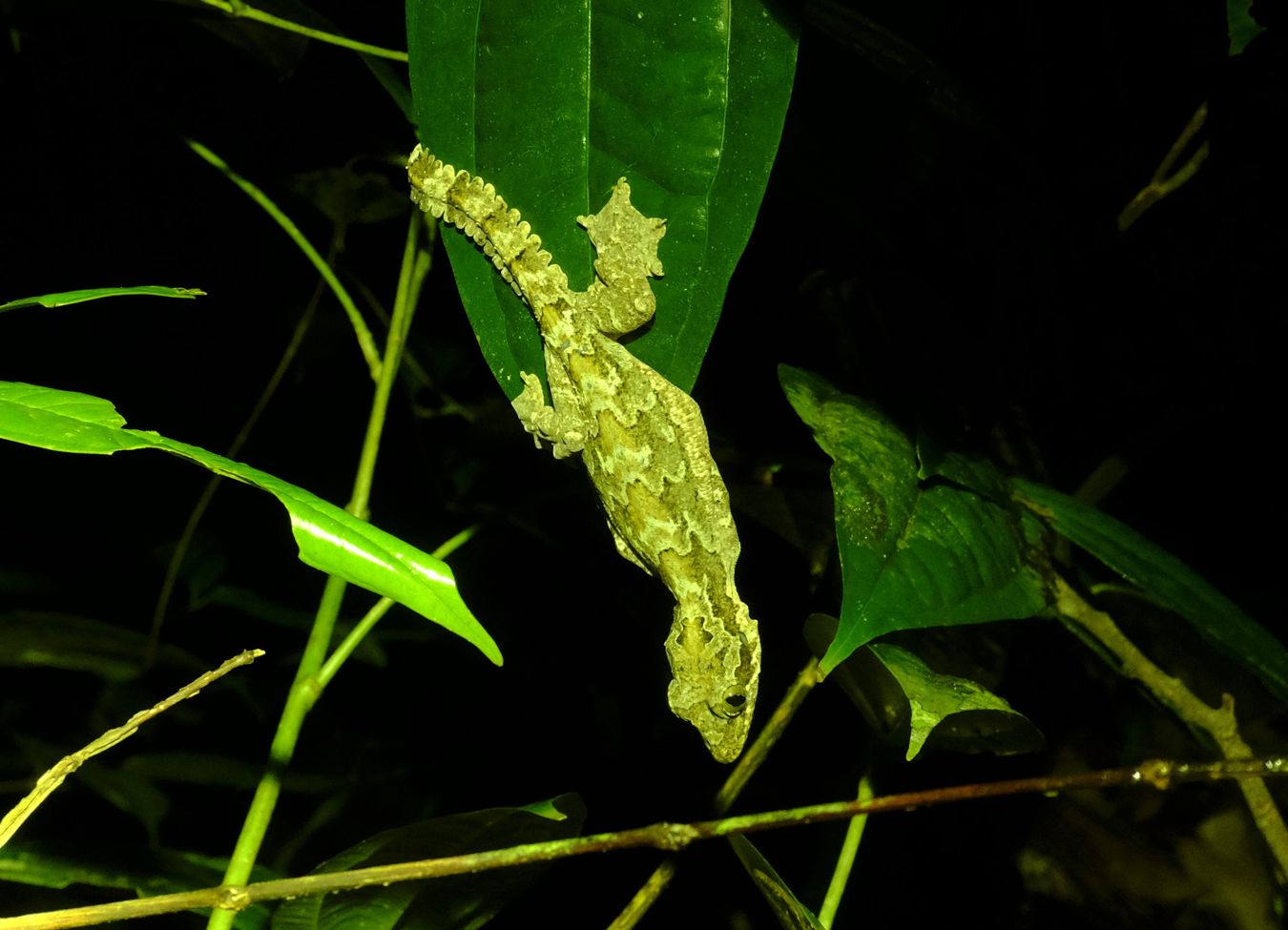 Kuhls Flaying Gecko { Gekko Kuhli }