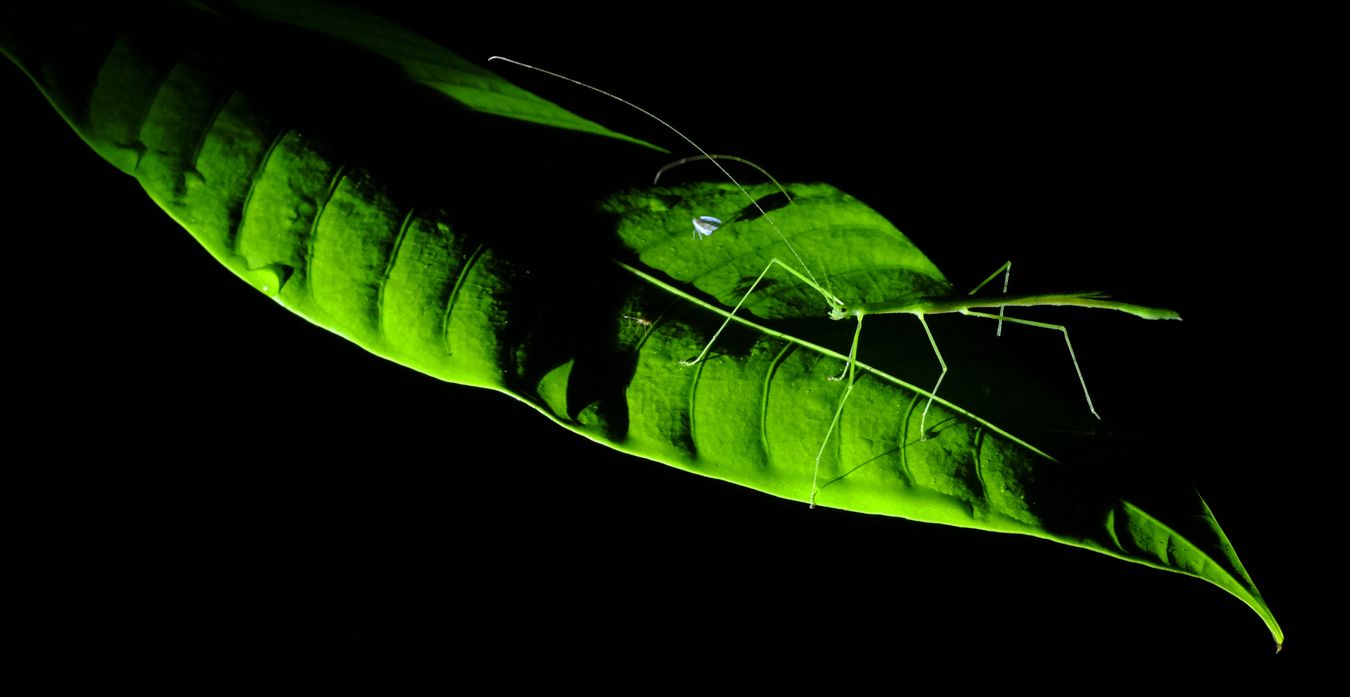 Green-Slender Stick Insect { Acacus Sapuani }