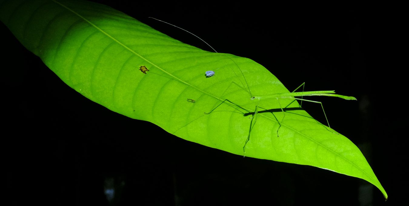 Green Slender Stick Insect { Acuacus Sapuani }