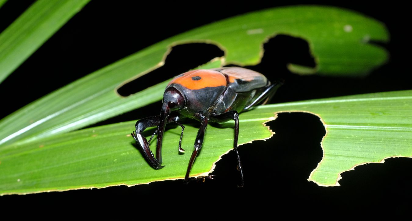 Giant Palm Weevil Beetle { Macrochirus Praetor }