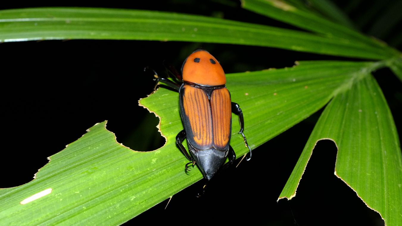 Giant Palm Weevil Beetle { Macrochirus Praetor }