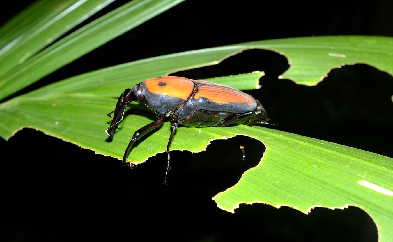 Giant Palm Weevil Beetle { Macrochirus Praetor }