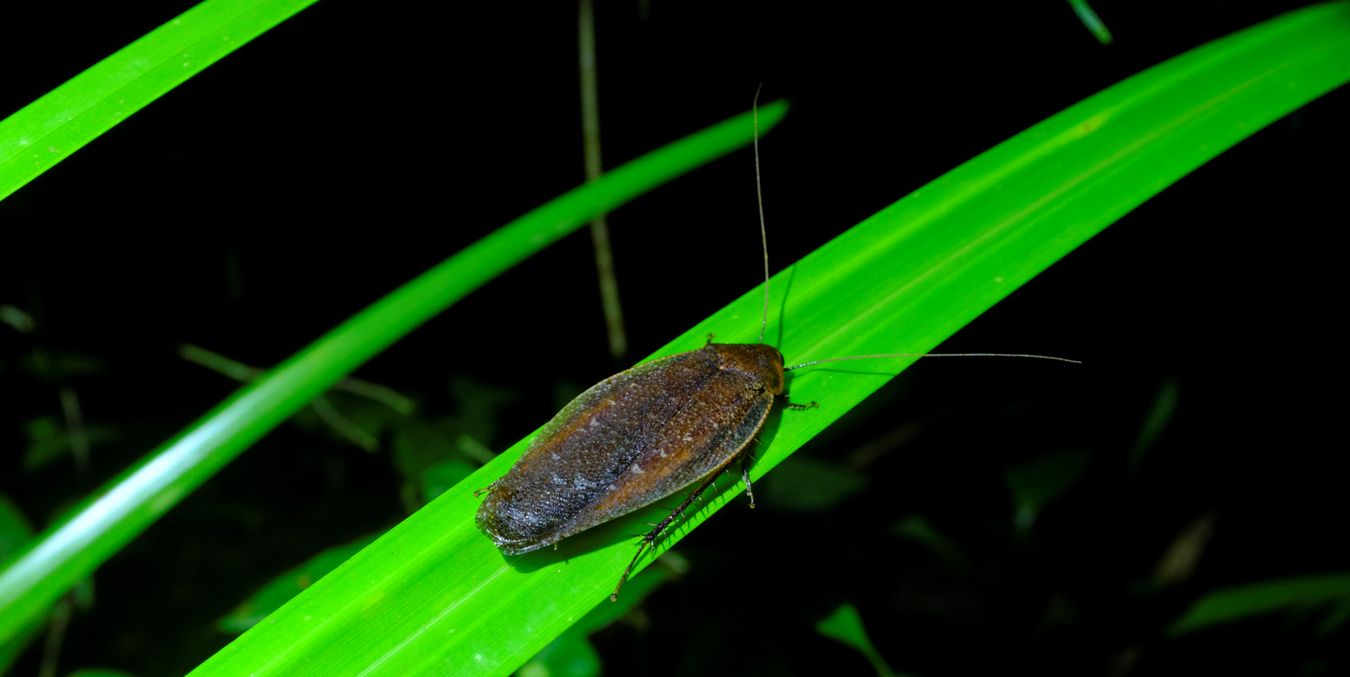 Rhabdoblatta Cockroach { Blattodea Blaberidae }