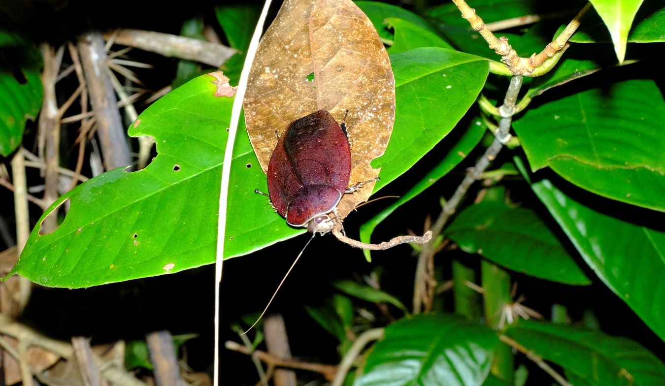 Morphna Dotata Cockroach { Blattodea Blaberidae }