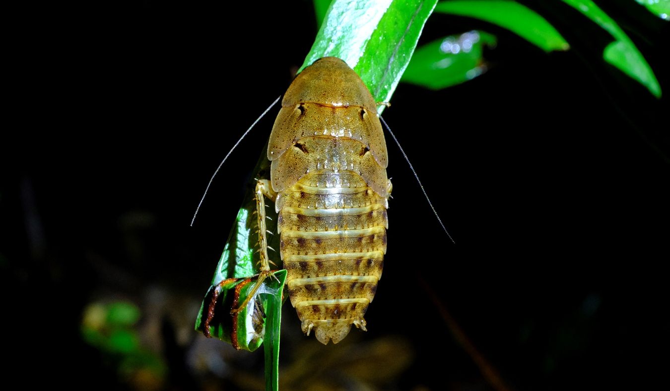Nymph Pseudophoraspis Nebulosa or Rhicnoda Desidiosa Cockroach { Blattodea Blaberidae }