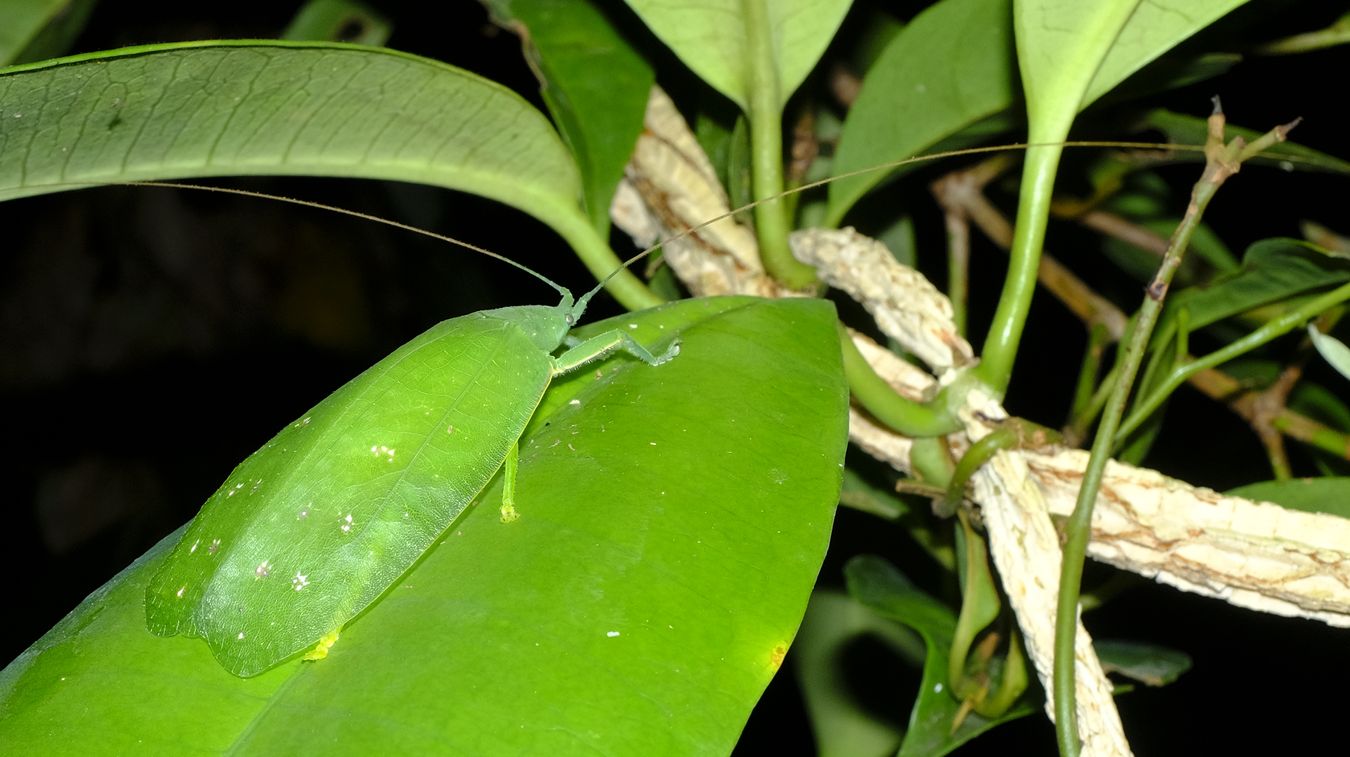 Pseudophyllinae Bush Cricket { Orthoptera-Tettigoniidae }