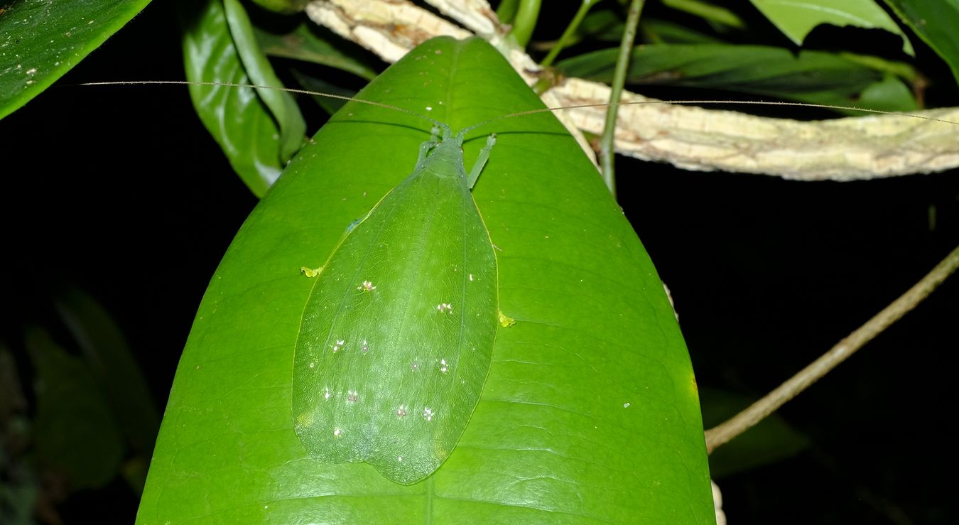 Pseudophyllinae Bush Cricket { Orthoptera-Tettigoniidae }