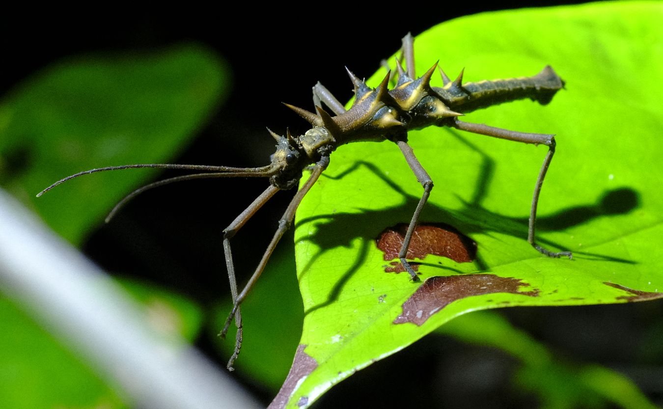 Spiny Stick Insect { Epidares Nolimetangere }